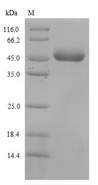 Recombinant Mouse Paired immunoglobulin-like receptor B (Pirb), partial – Figure 1 of 1