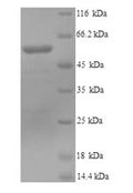 Recombinant Mouse Lysyl oxidase homolog 1 (Loxl1) – Figure 1 of 1