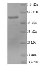 Recombinant Mouse Lysyl oxidase homolog 1 (Loxl1) – Figure 1 of 1