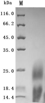 Recombinant Human Lymphocyte antigen 6 complex locus protein G6d (LY6G6D) (Active) – Figure 1 of 1