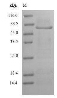 Recombinant Human Myelin-associated glycoprotein (MAG), partial – Figure 1 of 1