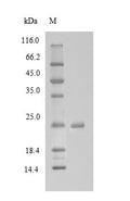 Recombinant Bovine Mannose-binding protein C (MBL) – Figure 1 of 1