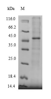 Recombinant Human Protein-methionine sulfoxide oxidase MICAL2 (MICAL2), partial – Figure 1 of 1