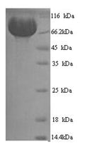 Recombinant Human Neprilysin (MME), partial – Figure 1 of 1