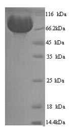 Recombinant Human Neprilysin (MME), partial – Figure 1 of 1