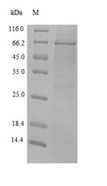 Recombinant Rat 72KDA type IV collagenase (Mmp2) – Figure 1 of 1