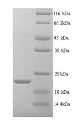 Recombinant Rat Matrilysin (Mmp7) – Figure 1 of 1