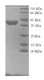 Recombinant Dog Matrix metalloproteinase-9 (MMP9) – Figure 1 of 1