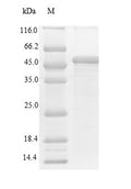 Recombinant Human Thrombopoietin receptor (MPL), partial – Figure 1 of 1
