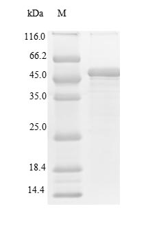 Recombinant Human Thrombopoietin receptor (MPL), partial – Figure 1 of 1