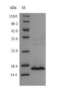 Recombinant Human MORF4 family-associated protein 1-like 1 (MRFAP1L1) – Figure 1 of 1