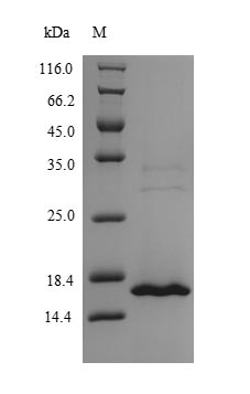 Recombinant Human MORF4 family-associated protein 1-like 1 (MRFAP1L1) – Figure 1 of 1