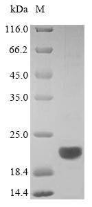 Recombinant Mouse B-lymphocyte antigen CD20 (Ms4a1), partial – Figure 1 of 1