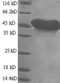 Recombinant Mouse Mesothelin (Msln), partial – Figure 1 of 1