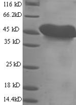 Recombinant Mouse Mesothelin (Msln), partial – Figure 1 of 1