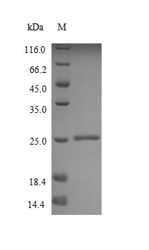 Recombinant Human Mucin-2 (MUC2), partial – Figure 1 of 1