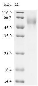 Recombinant Human Muscle, skeletal receptor tyrosine-protein kinase (MUSK), partial – Figure 1 of 1