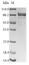Recombinant Human Nucleolin (NCL), partial – Figure 1 of 1