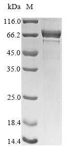 Recombinant Human Nucleolin (NCL), partial – Figure 1 of 1