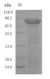 Recombinant Mouse Neurofilament light polypeptide (Nefl) – Figure 1 of 1