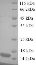 Recombinant Human Protein BEX3 (NGFRAP1) – Figure 1 of 1