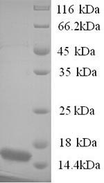 Recombinant Human Protein BEX3 (NGFRAP1) – Figure 1 of 1
