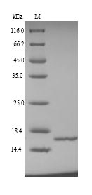 Recombinant Human NHP2-like protein 1 (NHP2L1) – Figure 1 of 1