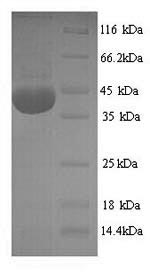 Recombinant Rat NADPH oxidase 4 (Nox4), partial – Figure 1 of 1