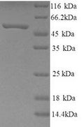 Recombinant Human Neuropeptide FF receptor 2 (NPFFR2) – Figure 1 of 1