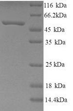 Recombinant Human Neuropeptide FF receptor 2 (NPFFR2) – Figure 1 of 1