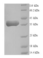 Recombinant Human Pro-neuregulin-2, membrane-bound isoform (NRG2), partial – Figure 1 of 1