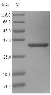 Recombinant Human Mimecan (OGN) – Figure 1 of 1