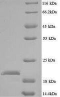 Recombinant Escherichia coli O157:H7 Peptide deformylase (def) – Figure 1 of 1