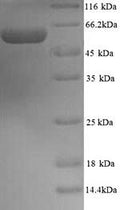 Recombinant Mouse Protein disulfide-isomerase A2 (Pdia2) – Figure 1 of 1
