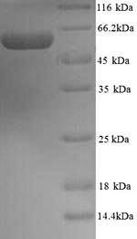 Recombinant Mouse Protein disulfide-isomerase A2 (Pdia2) – Figure 1 of 1