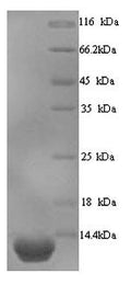 Recombinant Human Elafin (PI3) – Figure 1 of 1