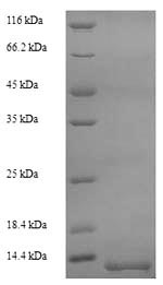Recombinant Oncorhynchus mykiss Myelin proteolipid protein (plp), partial – Figure 1 of 1