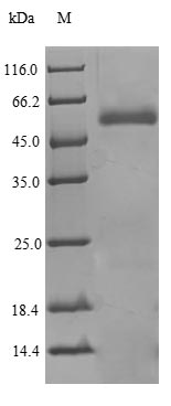 Recombinant Human Phospholipid transfer protein (PLTP) – Figure 1 of 1