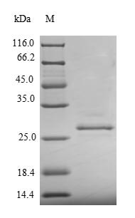Recombinant Pig Prolactin (PRL) – Figure 1 of 1