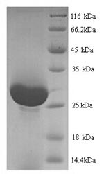 Recombinant Rat Serine protease 1 (Prss1) – Figure 1 of 1