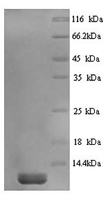 Recombinant Guinea pig Saposin-C (PSAP) – Figure 1 of 1