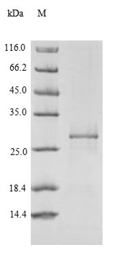 Recombinant Human Receptor-type tyrosine-protein phosphatase zeta (PTPRZ1), partial – Figure 1 of 1