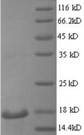Recombinant Mouse Regenerating islet-derived protein 3-gamma (Reg3g) – Figure 1 of 1