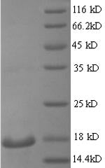 Recombinant Mouse Regenerating islet-derived protein 3-gamma (Reg3g) – Figure 1 of 1