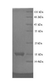 Recombinant Rat RegeneRating islet-derived protein 3-gamma (Reg3g) – Figure 1 of 1