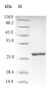 Recombinant Human Reelin (RELN), partial – Figure 1 of 1