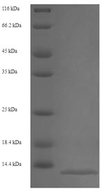 Recombinant Mouse Protein S100-A8 (S100a8) – Figure 1 of 1