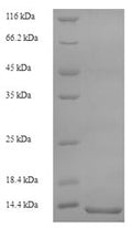 Recombinant Rat Protein S100-A8 (S100a8) – Figure 1 of 1