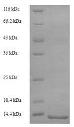 Recombinant Rat Protein S100-A8 (S100a8) – Figure 1 of 1