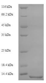 Recombinant Cat Serum amyloid A protein (SAA1), partial – Figure 1 of 1